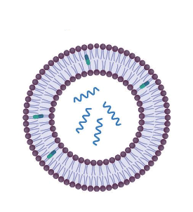 MAL-labeled liposomes encapsulating FITC MAL标记的脂质体包FITC的优缺点