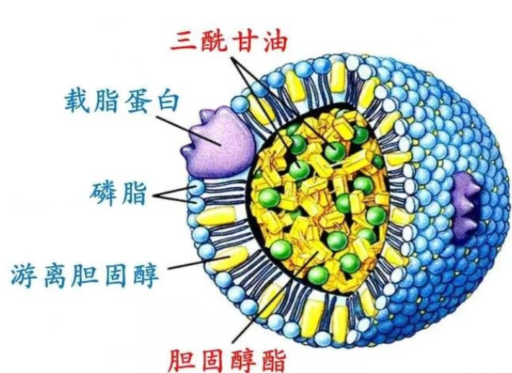 脂质体包裹蛋白