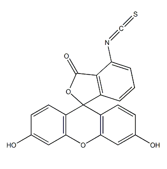 5-TTAGGGCATGCACTAC-FITC-3,5-TTAGGGCATGCACTAC-异硫氰酸荧光素- 3