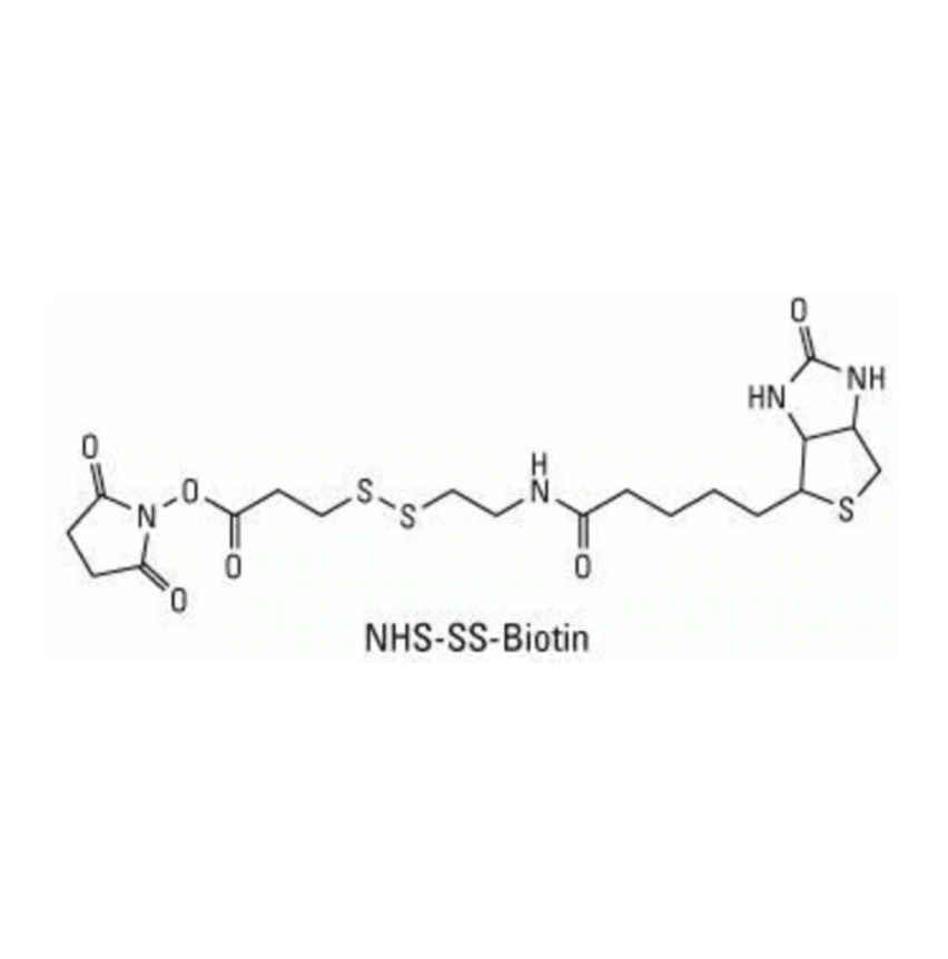 活性酯-二硫键-聚乙二醇2000-生物素 NHS-SS-PEG2000-biotin 的优缺点