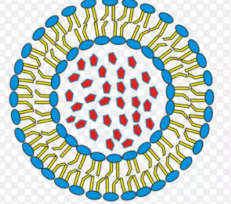 Liposome encapsulated CY7-labeled carnosic acid 脂质体包CY7标记的鼠尾草酸的制备方法