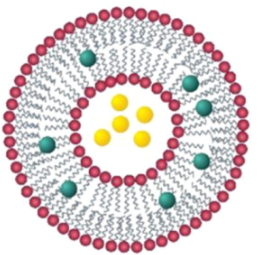 RVG29-modified liposomes loaded with paclitaxel RVG29 修饰脂质体负载紫杉醇的性质及特点