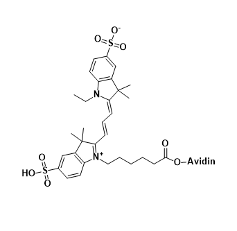 CY3-Avidin,三甲川花菁染料-亲和素