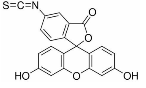 FITC-amylose 绿色荧光素-直链淀粉的优点