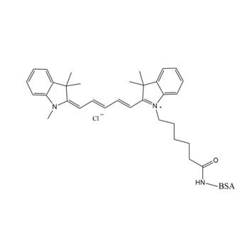 CY5-BSA 在蛋白质相互作用分析中的应用