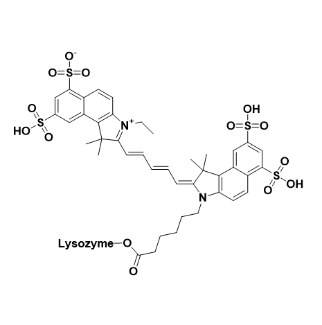 CY5.5-Lysozyme,花菁染料 Cy5.5-溶菌酶