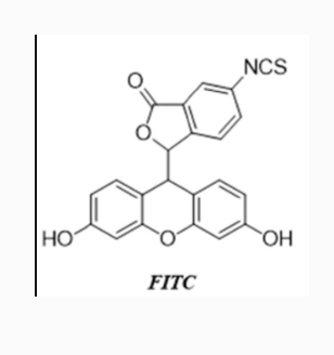 荧光素异硫氰酸酯修饰二氧化硅纳米颗粒  FITC-SiO2 NPs的应用领域