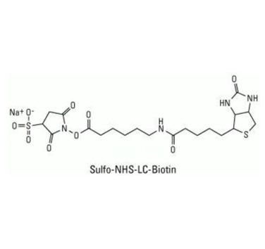 Biotin-LC-Sulfo-NHS,生物素-LC-磺基-活性酯