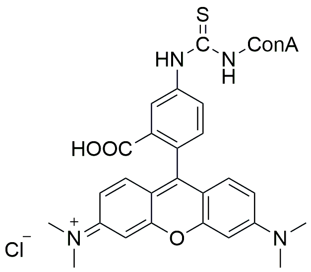四甲基异硫氰酸罗丹明-刀豆球蛋白 TRITC-ConcanavalinA的应用
