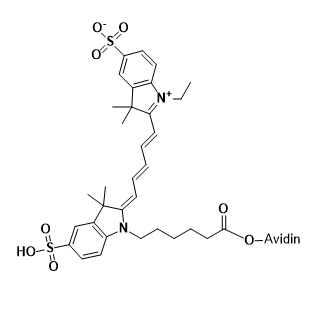CY5-Avidin,五甲川花菁染料-亲和素