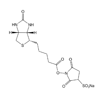 Biotin-Sulfo-NHS,生物素-磺基-活性酯