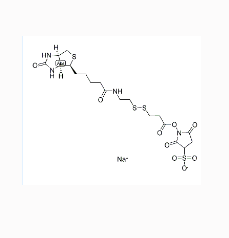 CAS：122266-55-1	生物素-双硫键-琥珀酰亚胺酯  NHS-SS-Biotin的特性