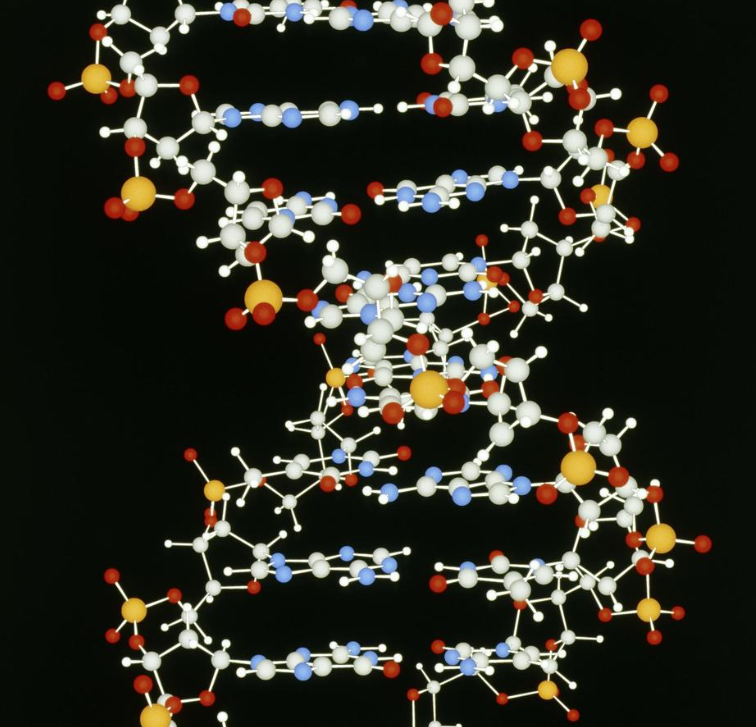 Cholesterol-PEG-mal-CSTSMLKAC-K-FAM,胆固醇-聚乙二醇-马来酰亚胺-环肽CSTSMLKAC-赖氨酸-羧基荧光素
