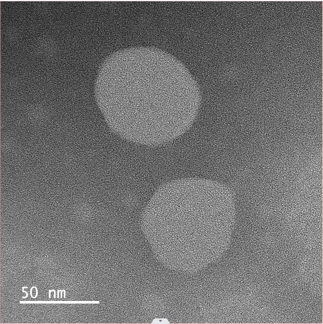 Gene transfection lip,基因转染脂质体