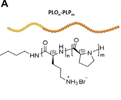 Polyproline-Polyornithine Diblock Copolymers with Inherent Mitochondria Tropism
