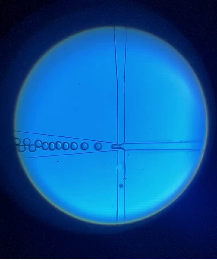 Gel gel microspheres,明胶凝胶微球