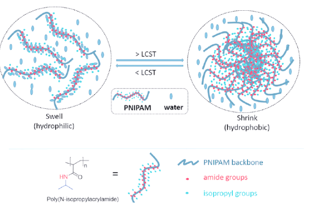 PNIPAM thermosensitive gel,聚N-异丙基丙烯酰胺温敏凝胶