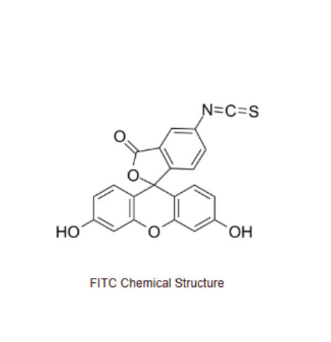 异硫氰酸荧光素-多肽 FITC-GGRSFFLLRRIQGCRFRNTVDD的优点