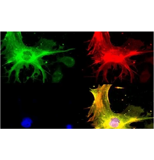 磷脂-聚乙二醇2000-荧光多肽 DSPE-PEG2000-Fluorescent Peptide 的性质及特点