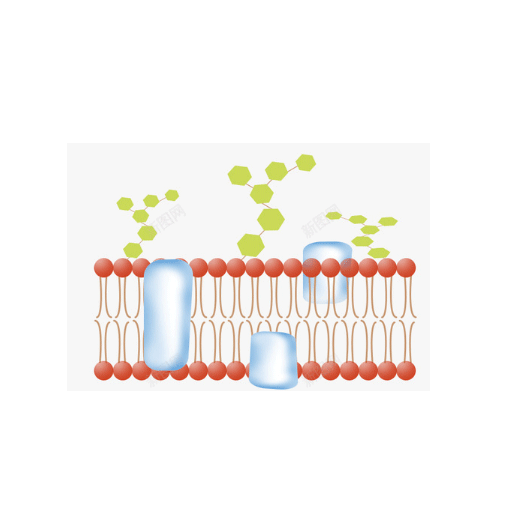 ICG-ROS liposomes@drugs 吲哚菁绿-ROS响应脂质体@药200nm 的制备方法