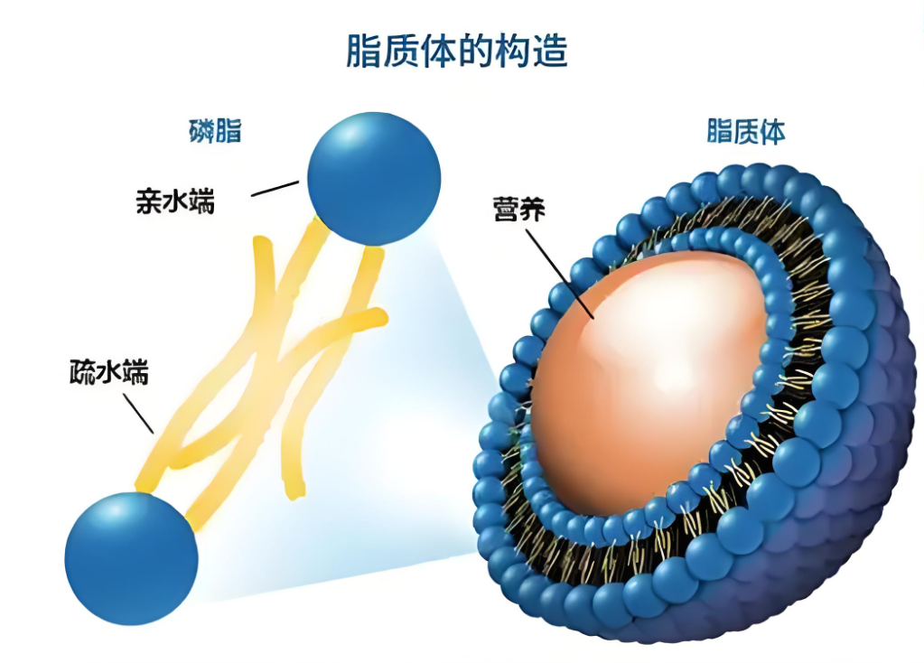 脂质体实验中对照脂质体的定制