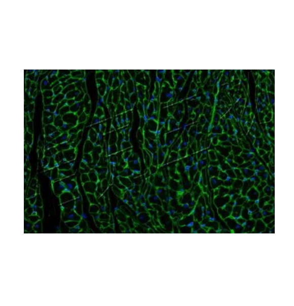DSPE-PEG-PNA 磷脂-聚乙二醇-花生凝集素 MW:2000的优点