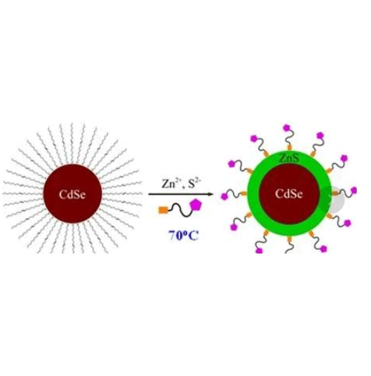羧基修饰的CdSeS/ZnS量子点