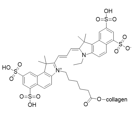 CY3.5-collagen,花菁染料CY3.5-胶原蛋白