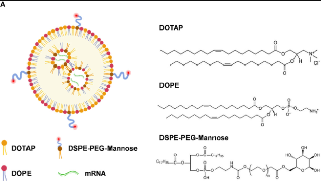 DSPE-PEG-Mannose在LNP-Man /信使rna制备中的应用