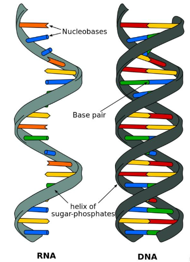 不带有荧光标记时如何定量测定适配体/RNA/DNA