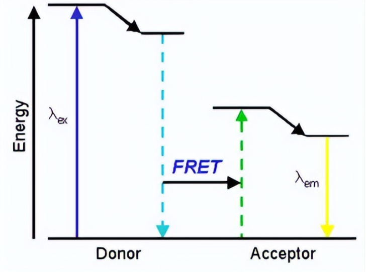 FRET效应定义及其应用