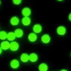 PS Green Fluorescent Microspheres ,绿色荧光聚苯乙烯微球
