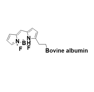 Bodipy-BSA,氟硼二吡咯-牛血清白蛋白