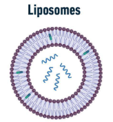UCNPs@脂质体的生物性质  