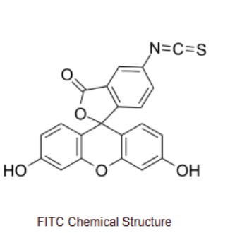 异硫氰酸荧光素标记葡聚糖 FITC-Dextran MW :1K的制备方法