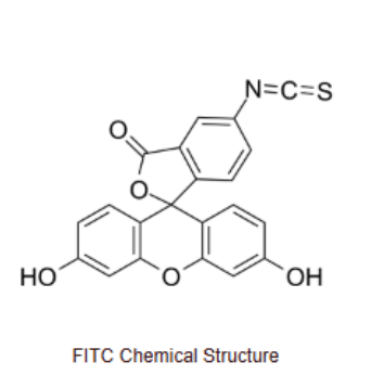 FITC-25-Hydroxycholesterol  异硫氰酸荧光素-25-羟基胆固醇的制备方法