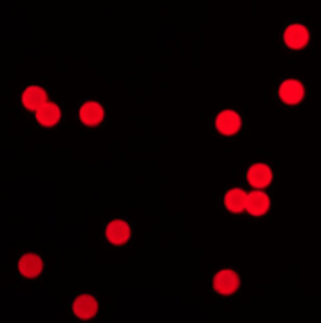 PS Red Microspheres,聚苯乙烯红色荧光微球
