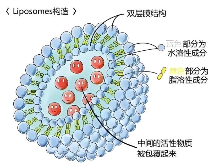 实验中载药脂质体的定制