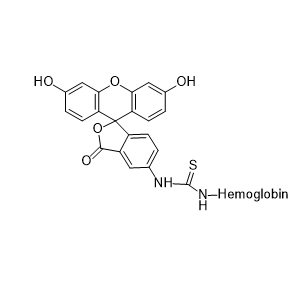 FITC-Hemoglobin,异硫氰酸荧光素-牛血红蛋白