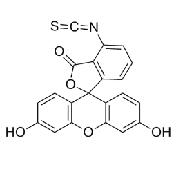 FITC-介孔二氧化硅200nm (5mg/ml)的性质  