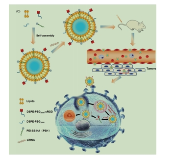 cRGD-PSH-NP的结构示意图及其在siRNA传递到cancer细胞中的应用