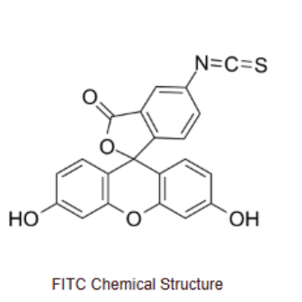 异硫氰酸荧光素-聚乙二醇2000-SRLEEELRRRLTE肽 FITC-PEG2K-SRLEEELRRRLTE的优点