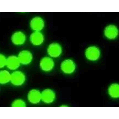 PS-NH2 green fluorescent particles 聚苯乙烯-氨基绿色荧光的优点