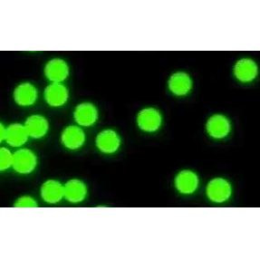 COOH green fluorescent PS microspheres 羧基化绿色荧光PS微球（2um）的优点