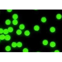 氨基化绿色荧光PS 微球  2μm 的制备方法