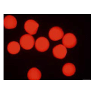 Red PS Fluorescent Microspheres 红色PS荧光微球的性质及特点