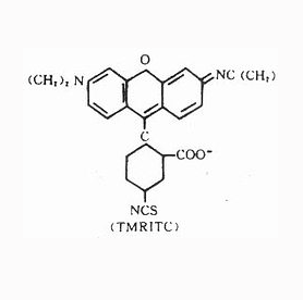 四甲基异硫氰酸罗丹明-卵清蛋白偶联物   TRITC-OVA的应用