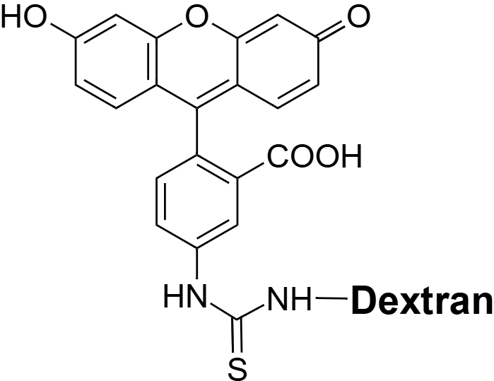 FITC-dextran 在细胞内吞和溶酶体转运过程中的机制研究