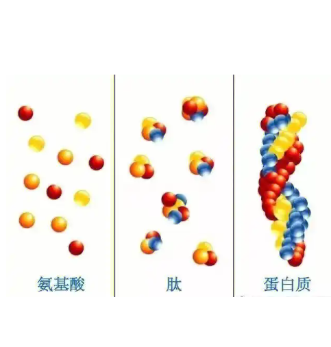 单官能团聚乙二醇