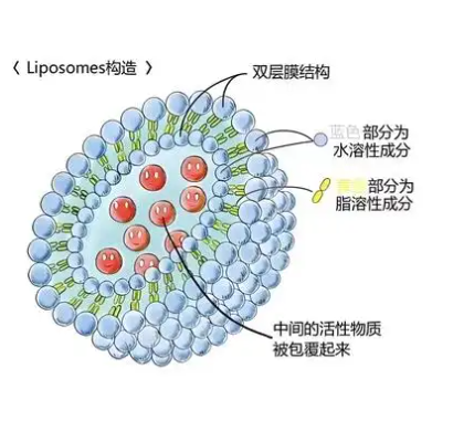 ROS响应型脂质体微气泡的构建